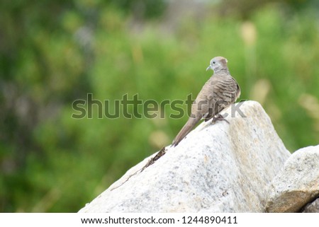 Dove bird perched on the rock