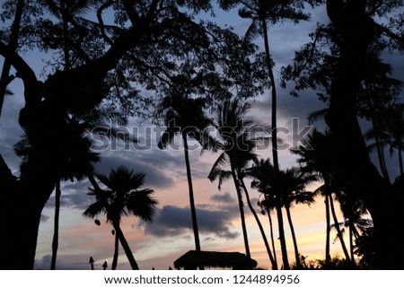 Palm tree silhouette against the sunset in Hawaii