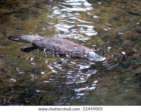 the elusive platypus comes out mainly at night Royalty-Free Stock Photo #12449005