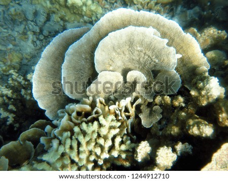 beautiful coral reef pattern