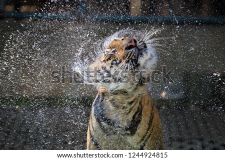 tiger spin head