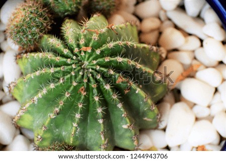beautiful cactus texture