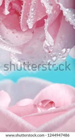 pink roses with rain drops - a macro picture