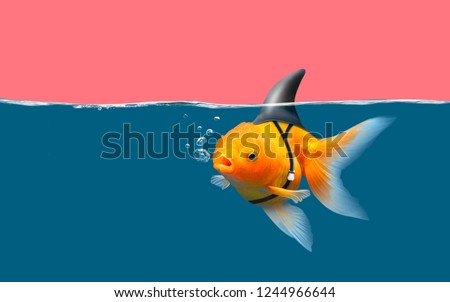 Goldfish with shark fin swim in blue water and pink sky, Gold fish with shark flip . Mixed media Royalty-Free Stock Photo #1244966644