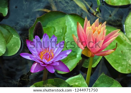 Two water flowers