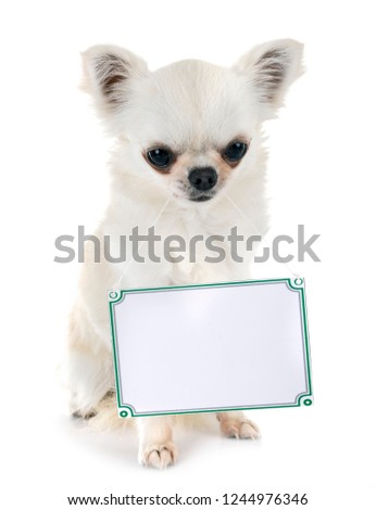 little dog and board in front of white background