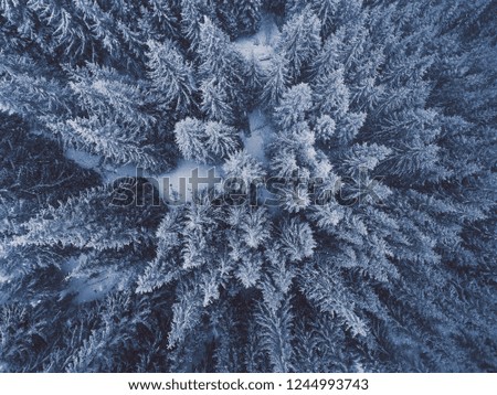 Winter Forest. Aerial View Of Fir Trees In Snow, Beautiful Nature Landscape Of Snowy Woodland