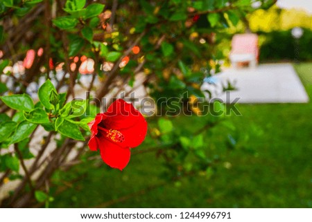 Red hibiscus flower in the tropical garden