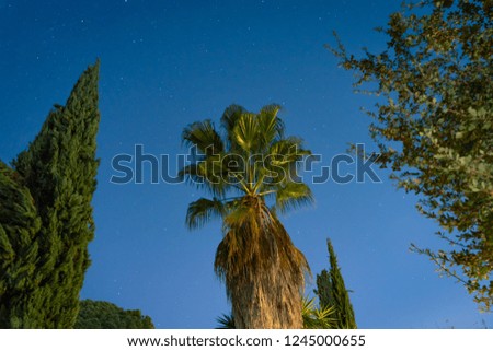 Amazing blue starry sky. Travel activity concept. Trees silhouette under a clear dark sky. Tropical garden at night.