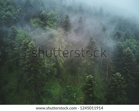 Green Forest In Fog With Pine Trees In Haze Aerial View, Woodland With Firs In Mist 