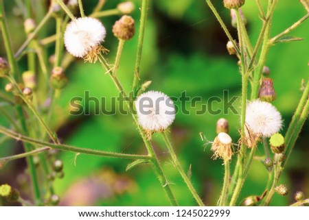 Deflorate dandelion Flower