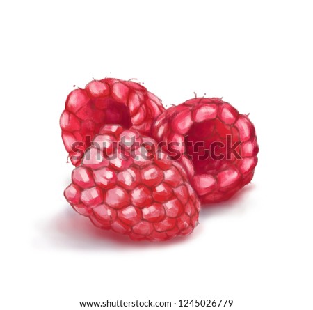 Hand drawn watercolor illustration of the healthy food. Raspberry isolated on the white background