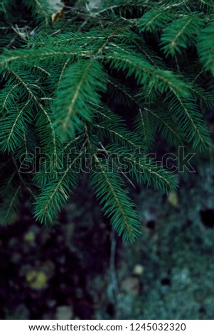 Closeup pine tree branch, dark green