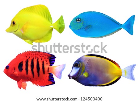 Set of tropical sea fish isolated on white background