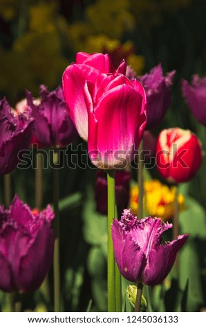 many colorful tulips in sunlight