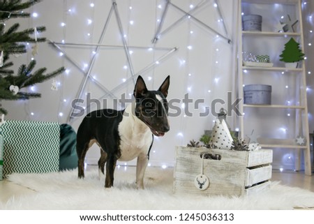 Bull terrier dog posing in beautiful studio. Christmas lights and decorations.