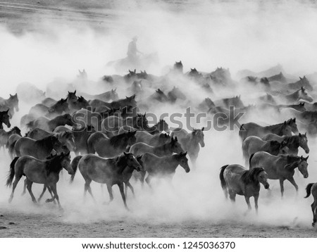 a herd of wild horses are running