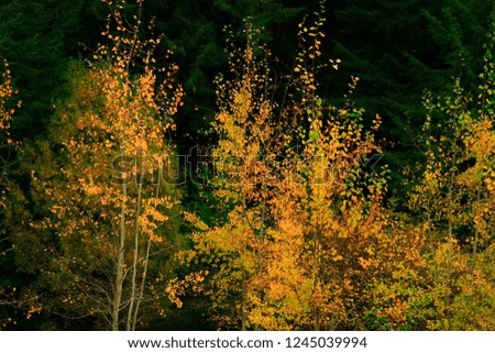 a picture of an exterior Pacific Northwest forest with Quacking aspen trees in fall