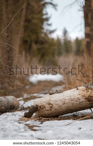 Image of trees and trail with a little bit of snow in forest