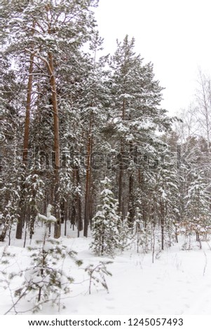 Beautiful winter forest. Taganay national Park, Chelyabinsk region, South Ural, Russia
