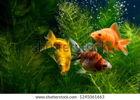 Goldfish Background green water plants
