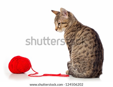 Cute baby tabby cat playing with ball of red yarn on white background