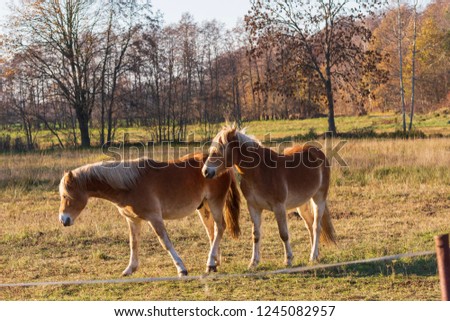 Two horses fighting each other