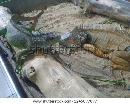 This image content the picture of two Iguana. One is green iguana and second is yellow iguana. Iguana is vegetarian and bright colour repltile.