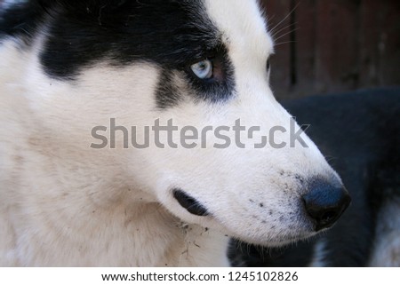 siberian husky with blue eyes portrait
