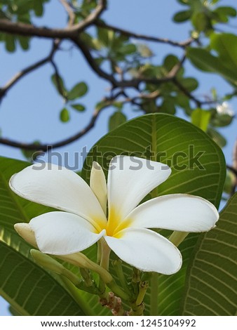 plumeria flower white flower background
