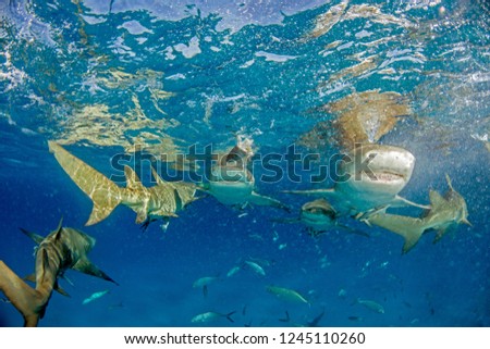 Picture shows a Lemon shark at the Bahamas