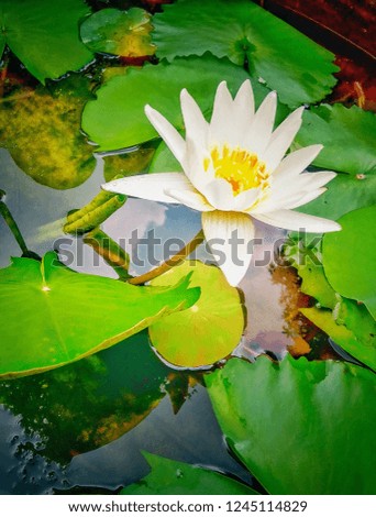 White lotus in pond