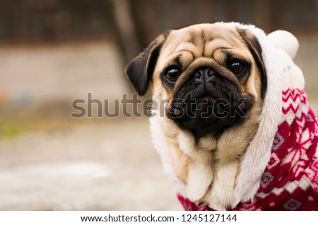 Merry Christmas. Happy New Year. Close up photo of puppy pug is dressed in a red-white christmas sweater. Dog wearing red sweater.