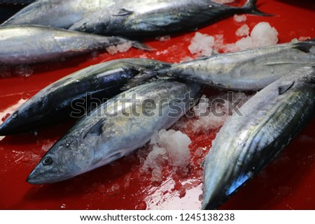 black sea bonito  fishes on red wooden background. rize/ turkey  Royalty-Free Stock Photo #1245138238