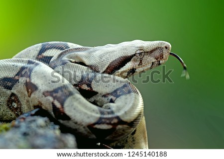 Boa constrictor imperator, colombian boa red-tailed, red tailed boa