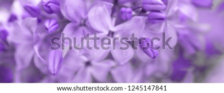 lilac blurred floral background. springtime pink lilac blossoming  in the park. spring flowering. website header; 