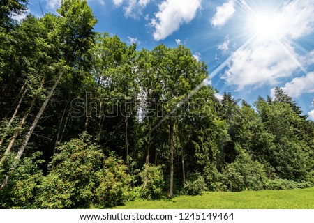 Green trees and grass in summer. Val di Sella (Sella Valley), Borgo Valsugana, Trento, Trentino Alto Adige, Italy