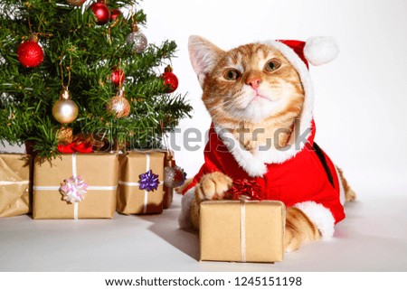 Mackerel tabby kitten wearing a santa claus outfit posing at the side of a christmas tree and xmas presents