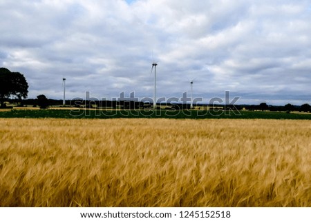 field of wheat, in Sweden Scandinavia North Europe