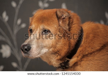 red old dog,  metis alabai