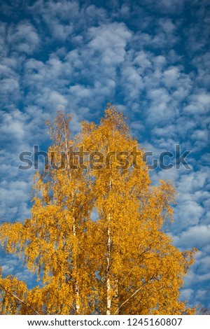 Yellow birch tree against cirrocumulus clouds at autumn day