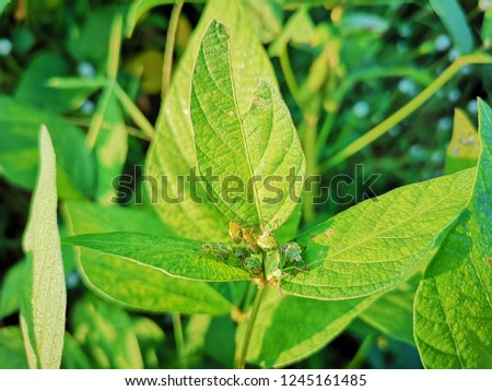 Green Stink Bug on soybean leaf.