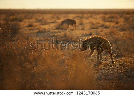 Close up, panoramic photo of Spotted hyena, Crocuta crocuta with upright, backlighted mane, two hyenas running on early morning dry savanna. Wildlife photography in Etosha national park, Namibia. 