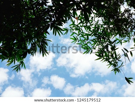 leaves of bamboo on blue sky and group white clouds background 