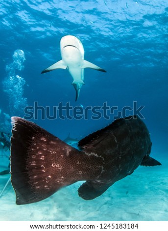 Picture shows a Caribbean reef shark and a grouper at the Bahamas