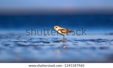 Cute little water bird. Nature background. Common water bird: Kentish Plover. Charadrius alexandrinus.