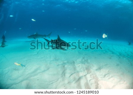 Picture shows a Bulls shark and a Tiger shark at the Bahamas