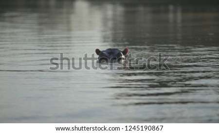 Beautiful landscape. The hippopotamus protrudes his muzzle from the water, looks into the camera in Africa.