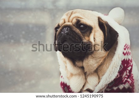 Cute puppy pug outdoors in the christmas suit. Dog in a red suit. Pug outdoors in a snowy day. Merry Christmas.