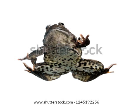Frog in different angles on a white background.